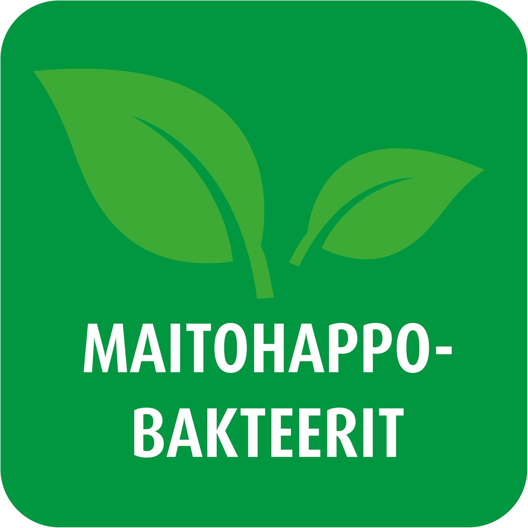 Maitohappobakteerit